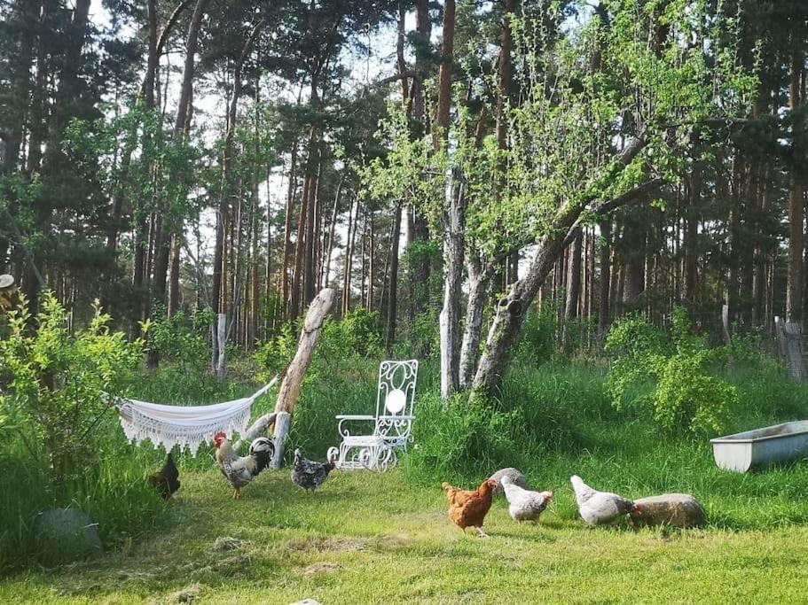 Gaestesuite Am Waldrand, Ausstieg Auf Zeit Heideblick Exterior photo